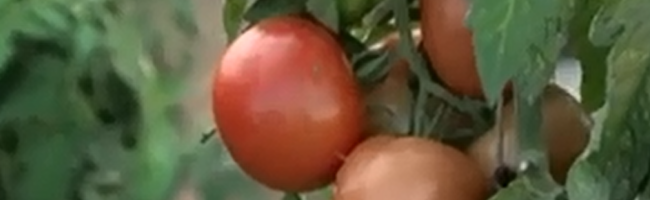 tomates